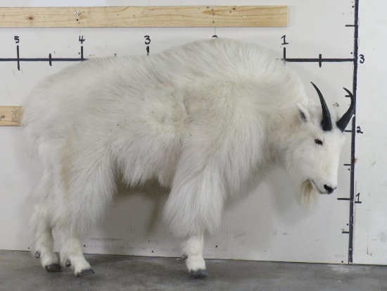 Lifesize Mountain Goat w/Repro Horns *No Base TAXIDERMY