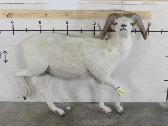 Lifesize Dall Sheep *No Base TAXIDERMY