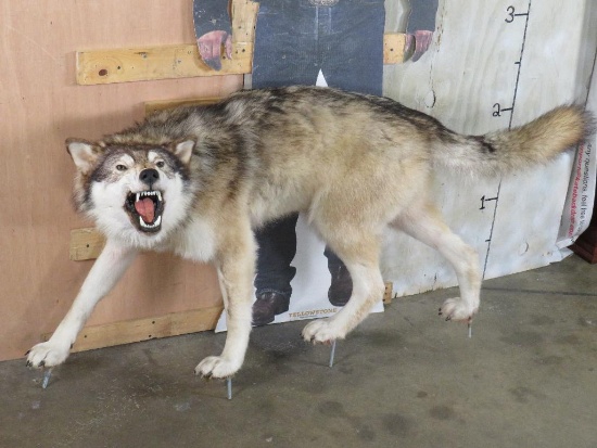 Very Nice Lifesize Snarling Wolf on Bolts TAXIDERMY