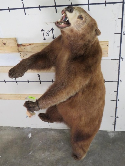 Lifesize Cinnamon Phase Black Bear *No base TAXIDERMY