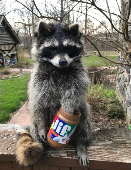 Peanut Butter Raccoon, New taxidermy, cute, log cabin decor 18 inches tall 12 inches wide