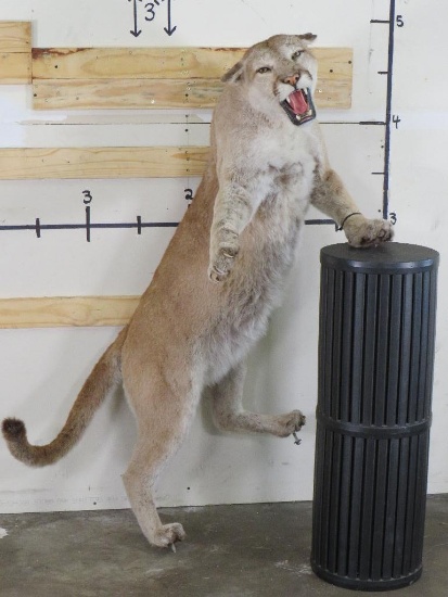 Very Nice/Newer Lifesize Mountain Lion *No Base TAXIDERMY