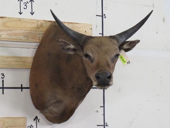 Banteng Sh Mt *TX RES ONLY* TAXIDERMY