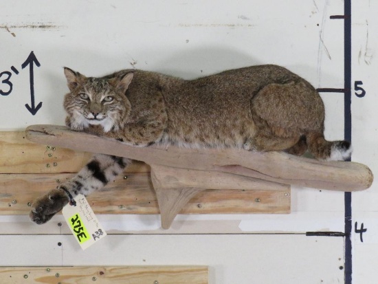 Very Nice Lifesize Bobcat Laying on Tree Branch TAXIDERMY