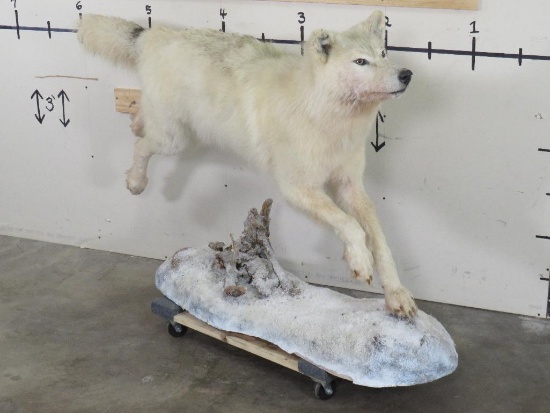 Lifesize Artic Wolf on Base TAXIDERMY