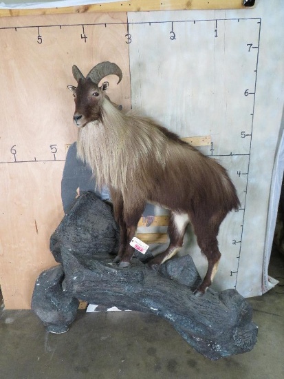 XL Lifesize Tahr on base Huge Horns SCI 51 3/8 TAXIDERMY