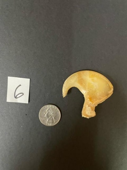 Extra large African lion dew claw. 3 inches around the curve *TX RES ONLY* TAXIDERMY