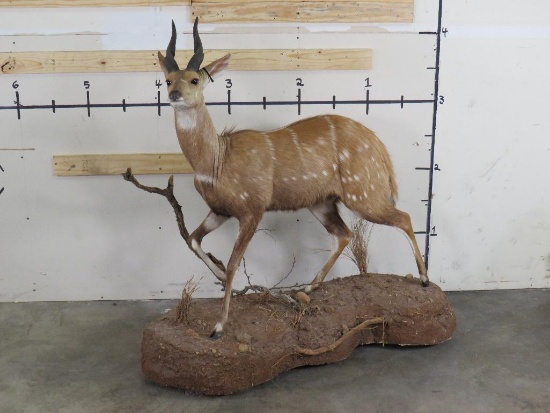 Very Nice Lifesize Bushbuck on Base TAXIDERMY