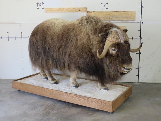 Nice Lifesize Musk Ox on Base w/Wheels TAXIDERMY