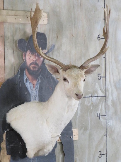 White Fallow Wall Ped TAXIDERMY