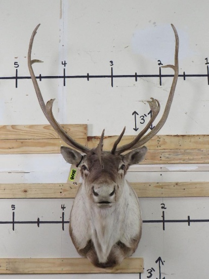 Caribou Sh Mt TAXIDERMY