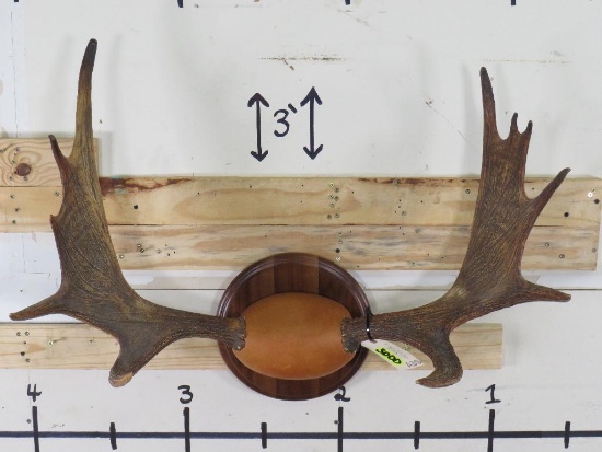 Moose Rack on Plaque 35"Spread TAXIDERMY