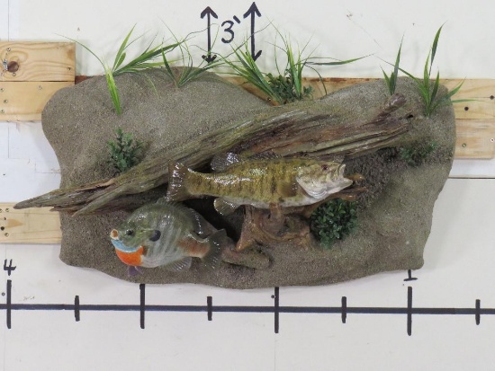 Nice Bass & Bluegill on Realistic Water Scene w/Natural Wood TAXIDERMY