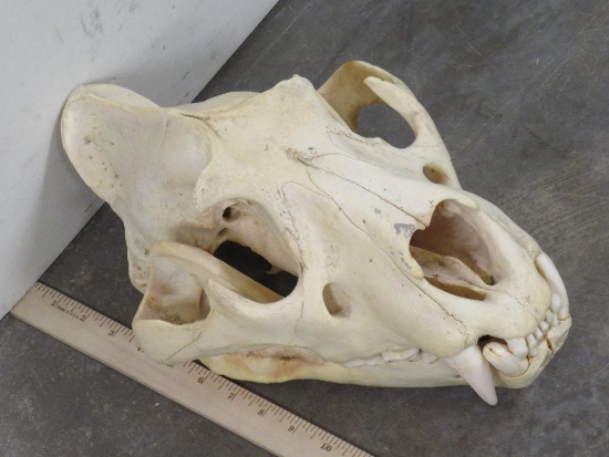 BIG African Lion Skull w/All Teeth *TX RES ONLY* TAXIDERMY