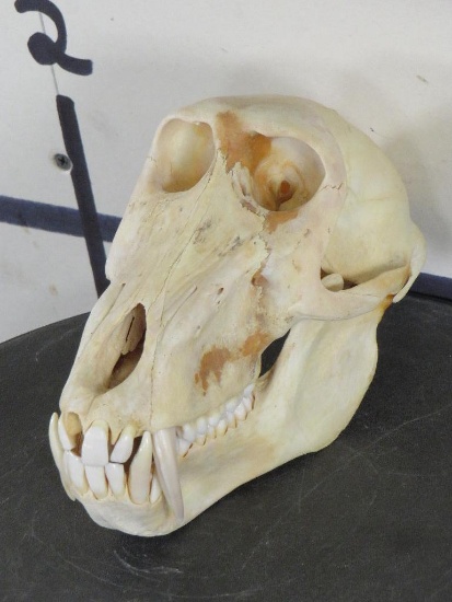 Nice BIG Baboon Skull TAXIDERMY