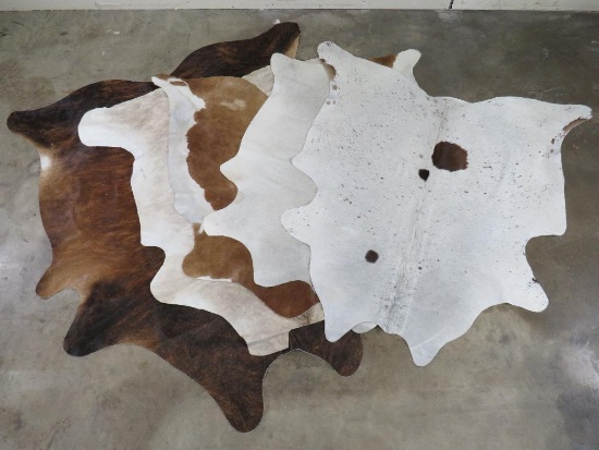 5 Brand New Cowhides (ONE$) TAXIDERMY