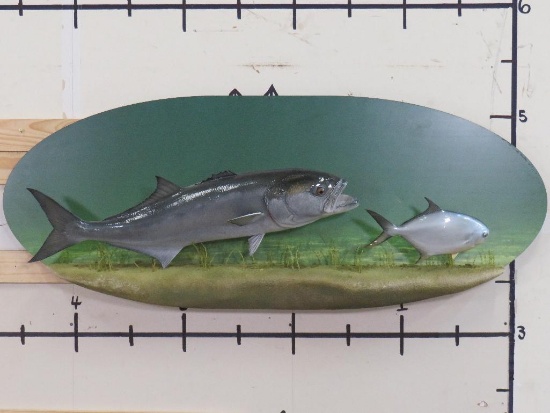 Big Bluefish Fish Mount Chasing Silver Pomfret on Very Nice Water Scene Plaque TAXIDERMY FISH MOUNT