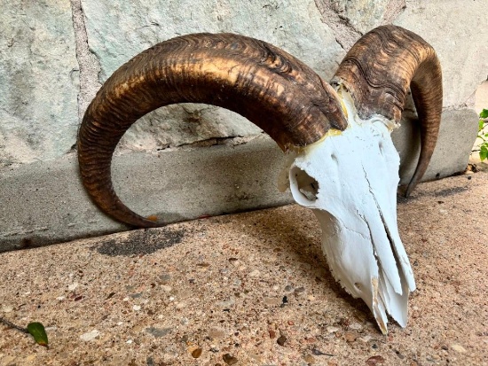 Large Aoudad Skull, Thick Horns TAXIDERMY