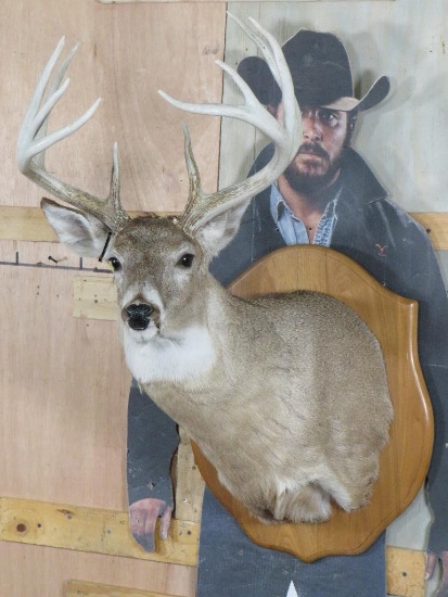 Nice 10 Pt Whitetail Sh Mt on Plaque TAXIDERMY