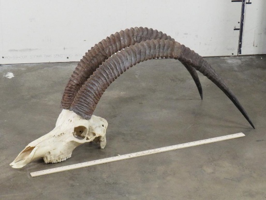 Sable Skull w/44" Removable Horns TAXIDERMY