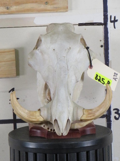 Warthog Skull on Nice Table Display TAXIDERMY