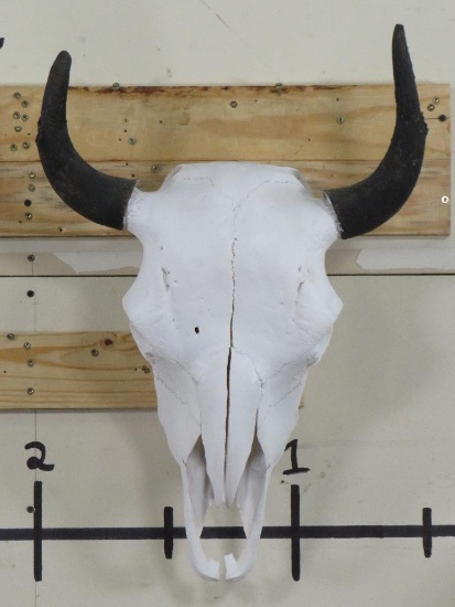 Buffalo/Bison Skull w/All Teeth TAXIDERMY