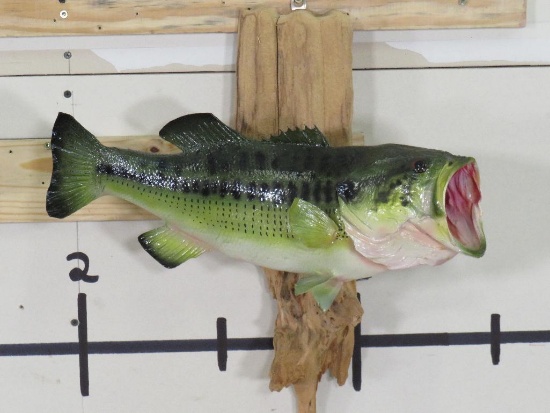 Nice Real Skin Bass on Natural Wood TAXIDERMY FISH MOUNT