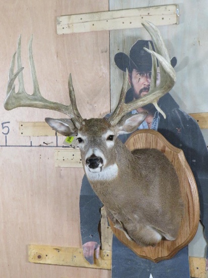 Very Nice 13 Pt Wide Rack Whitetail Sh Mt *Reproduction Rack* TAXIDERMY