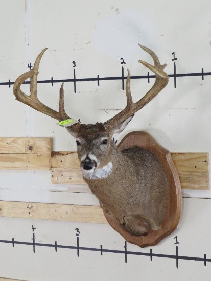 Big 7pt Whitetail Sh mt on Plaque 29"Spread TAXIDERMY