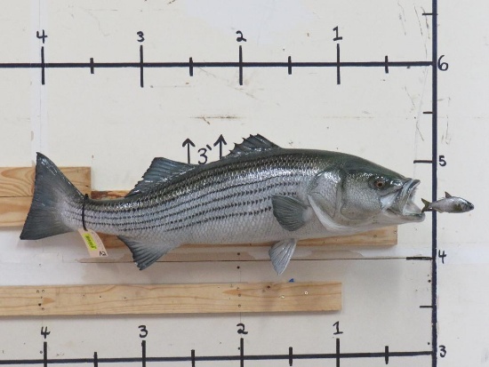 XL Nice Striper Bass Chasing a Bait Fish TAXIDERMY FISH MOUNT