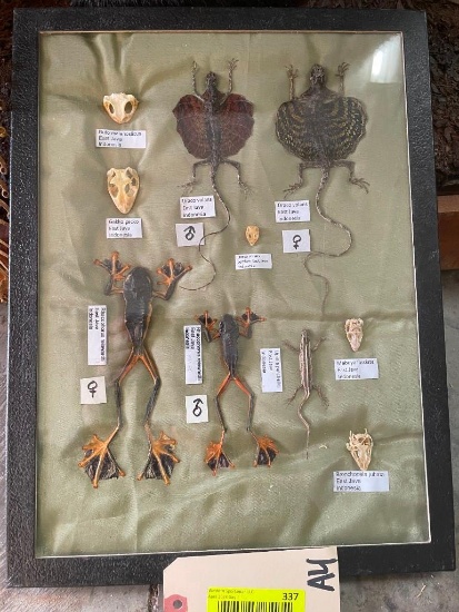 Awesome collection, of Flying lizards, and Amphibians, from Indenosdia, 10 pieces in a nice display,