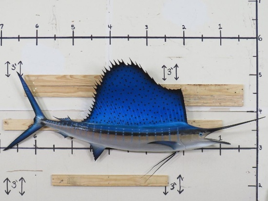 Very Nice Sailfish Mt TAXIDERMY