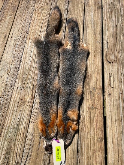 2 beautiful soft tanned NEW Grey fox furs,/ hides / skins, 38 & 44 inches long, great taxidermy lo