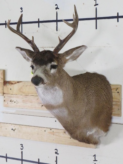8PT Blacktail Deer Sh Mt TAXIDERMY