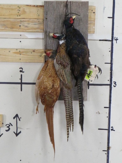 3 Dead Mt Pheasants 3 Different Color Variations TAXIDERMY