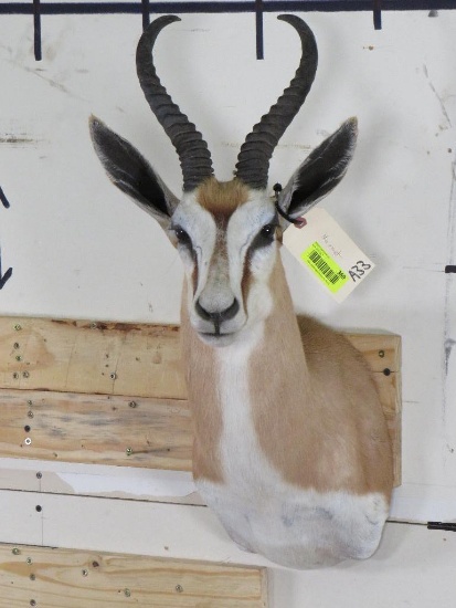 New Springbok Sh Mt TAXIDERMY