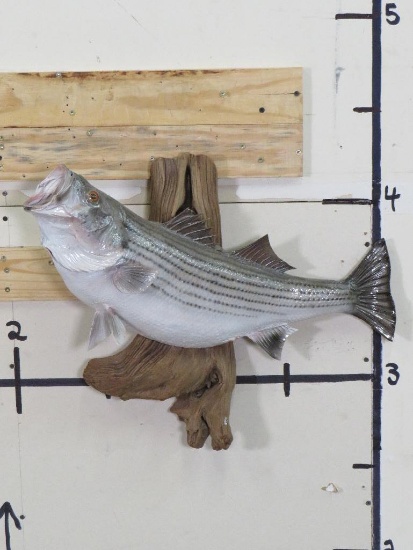 Big Real Skin Striper Bass on Natural Wood TAXIDERMY FISH MOUNT