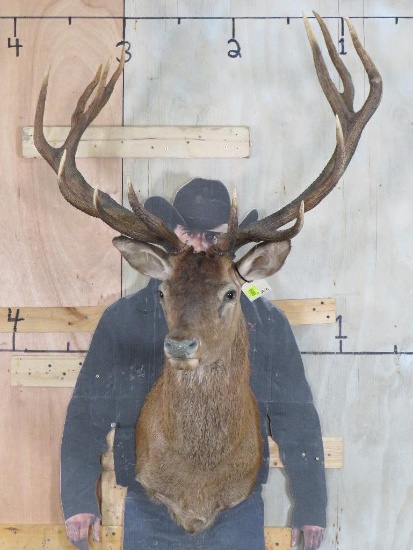 Red Stag Sh Mt TAXIDERMY