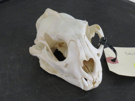 Bobcat Skull TAXIDERMY