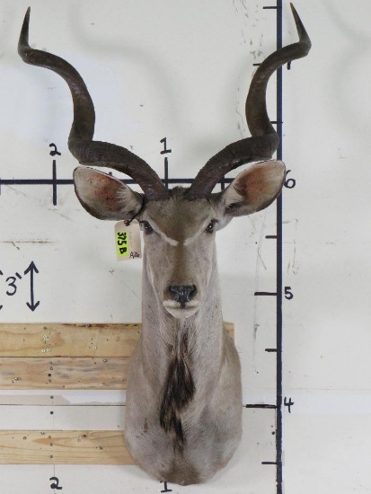 Kudu Sh Mt w/Removable Horns TAXIDERMY