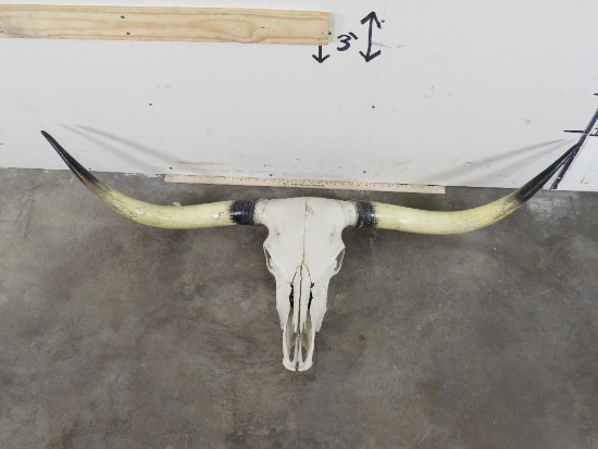 Really Nice Natural Longhorn Skull w/60 3/4" Spread TAXIDERMY