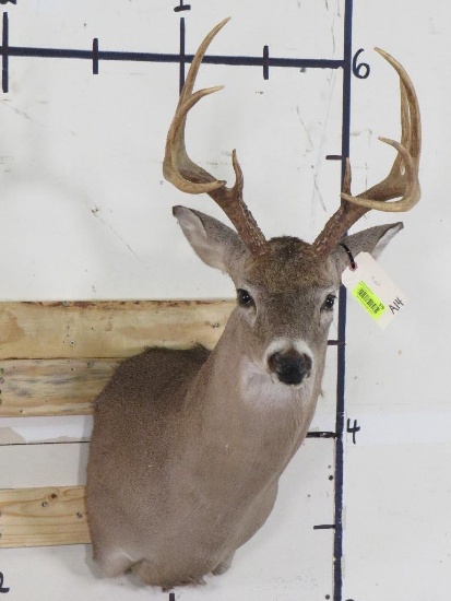 9Pt Whitetail Sh Mt TAXIDERMY