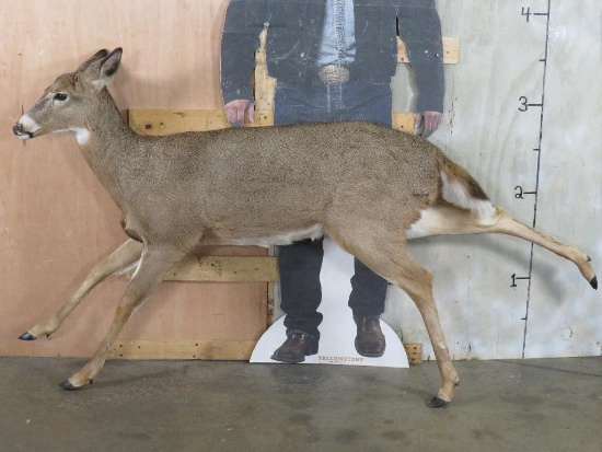 Very Nice Mule Deer Doe *No Base* TAXIDERMY