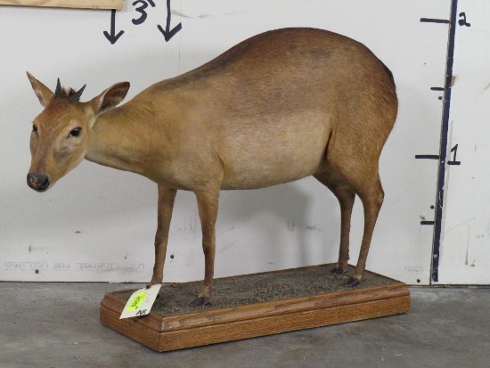 Lifesize Red Duiker on Base TAXIDERMY
