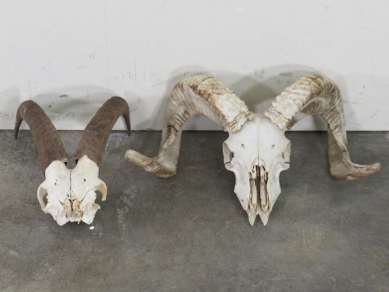 Tahr & Sheep Skulls (ONE$) TAXIDERMY