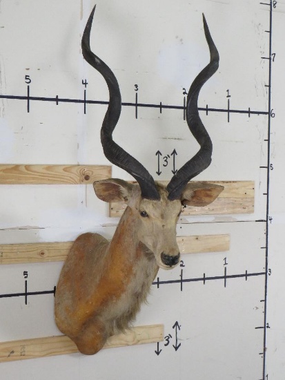Vintage Kudu Sh Mt w/Big Horns TAXIDERMY