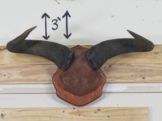 Wildebeest Horns on Plaque TAXIDERMY