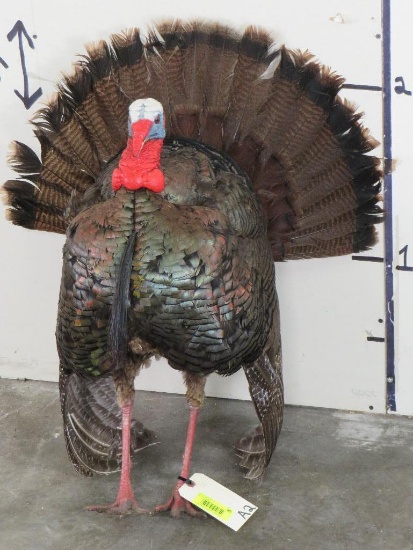 Lifesize Strutting Turkey *No base* TAXIDERMY