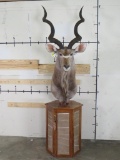 Nice Kudu Pedestal w/Kudu Hide on Pedestal & Locking Storage Area TAXIDERMY