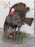 Lifesize Strutting Turkey On base TAXIDERMY